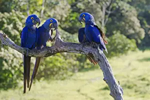 Macaws Prints: Picture No. 10899168