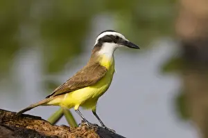 Kiskadee Prints: Picture No. 10899195