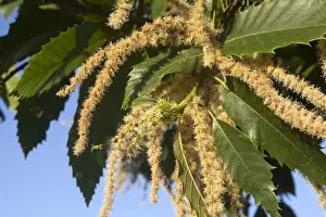 Sativa Prints: Picture No. 10899270