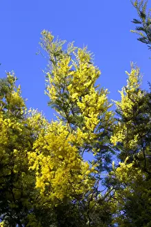 Mimosa Prints: Picture No. 10899295