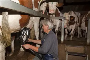 Milking Prints: Picture No. 10899306