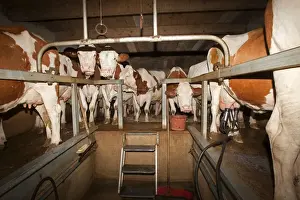 Milking Prints: Picture No. 10899307