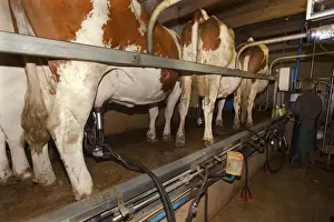 Milking Prints: Picture No. 10899309
