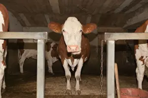 Milking Prints: Picture No. 10899310