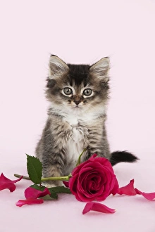 Latest Images Collection: Picture No. 10899327
