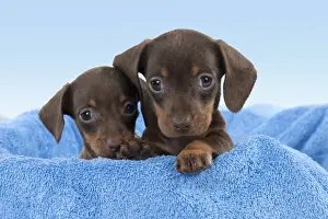 Cute Prints: Picture No. 10899330