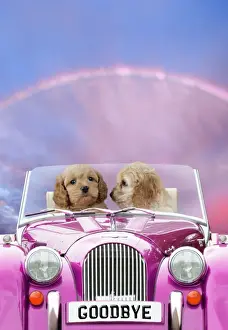 Driving Prints: Picture No. 10899380