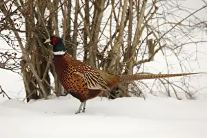 Pheasants Prints: Picture No. 10899388