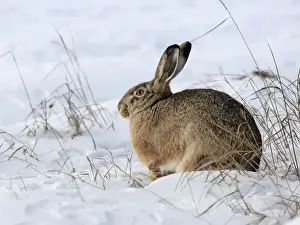 Europaeus Prints: Picture No. 10899389