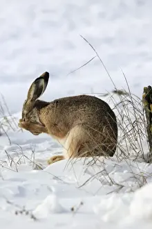 Europaeus Prints: Picture No. 10899393