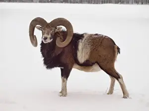 Mouflons Prints: Picture No. 10899398