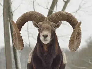 Mouflons Prints: Picture No. 10899401