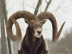 Mouflons Prints: Picture No. 10899402