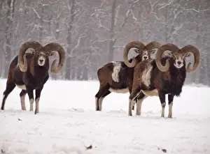 Mouflons Prints: Picture No. 10899403