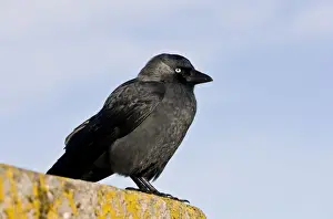 Corvus Prints: Picture No. 10899417