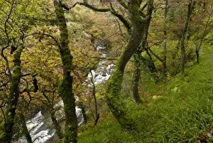 Quercus Prints: Picture No. 10899420