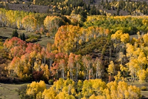 Images Dated 1st October 2012: Picture No. 10899440