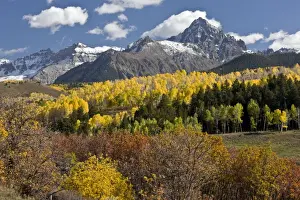 Populus Prints: Picture No. 10899442
