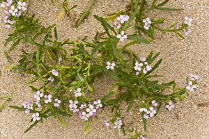 Images Dated 1st August 2012: Picture No. 10899458