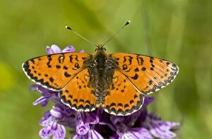 Butterflies & Insects Collection: Picture No. 10899459
