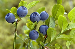 Images Dated 30th July 2012: Picture No. 10899461