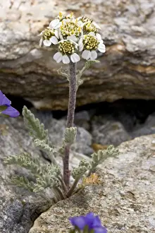 Yarrow Prints: Picture No. 10899462