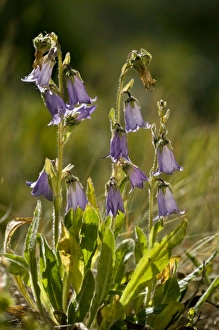 Images Dated 30th July 2012: Picture No. 10899464