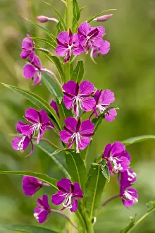 Fireweed Prints: Picture No. 10899468