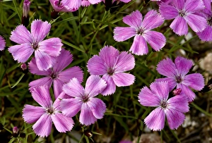 Veined Collection: Picture No. 10899470