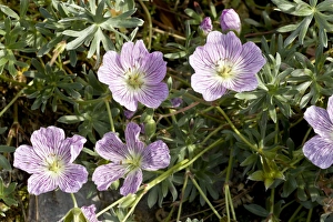 Images Dated 27th July 2012: Picture No. 10899471