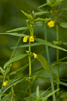 Images Dated 27th July 2012: Picture No. 10899473