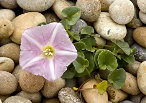 Bindweed Prints: Picture No. 10899474
