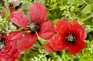 Papaver Prints: Picture No. 10899477
