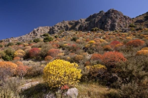 Images Dated 5th May 2012: Picture No. 10899485