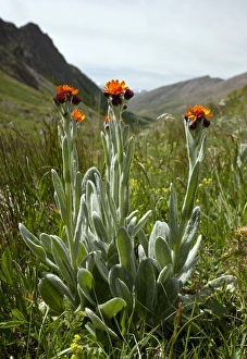 Images Dated 24th June 2012: Picture No. 10899506