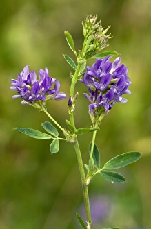 Images Dated 3rd June 2012: Picture No. 10899510
