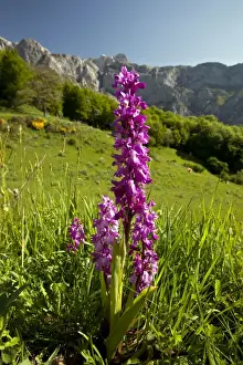Orchis Prints: Picture No. 10899514