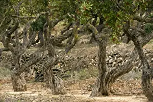 Greece Prints: Picture No. 10899539