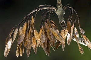 Images Dated 26th November 2012: Picture No. 10899549