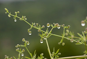 Images Dated 3rd June 2012: Picture No. 10899553