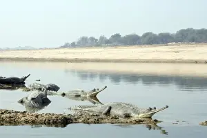 Gharials Prints: Picture No. 10899575