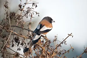 Keoladeo Prints: Picture No. 10899579