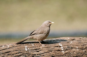 Images Dated 23rd January 2013: Picture No. 10899606