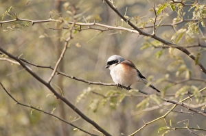 Images Dated 23rd January 2013: Picture No. 10899609