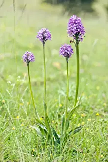 Anacamptis Prints: Picture No. 10899641