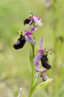 Ophrys Prints: Picture No. 10899642