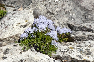 Images Dated 3rd June 2012: Picture No. 10899644