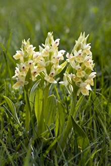Images Dated 3rd June 2012: Picture No. 10899645