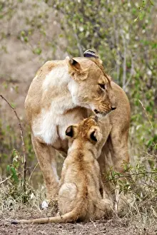 Lionesses Prints: Picture No. 10899656
