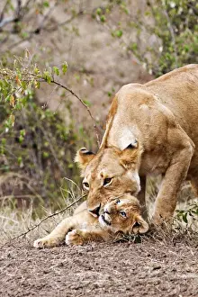 Lionesses Prints: Picture No. 10899657